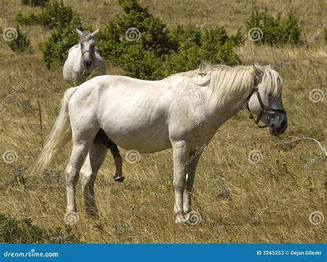 porn chevaux